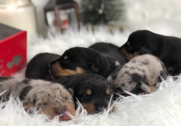 Pronto per essere adottato adesso. Disponibile un bassotto nano. | Foto 1