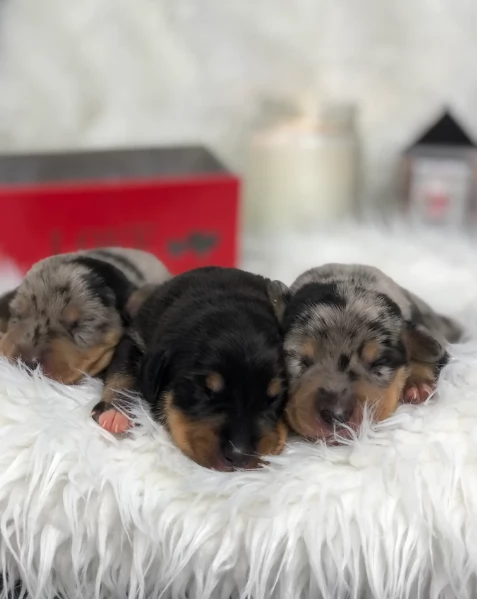 Pronto per essere adottato adesso. Disponibile un bassotto nano. | Foto 0