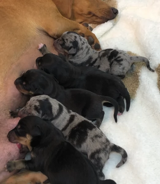 Pronto per essere adottato adesso Disponibile un bassotto nano