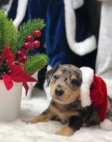 Pronto per essere adottato adesso Disponibile un bassotto nano | Foto 1