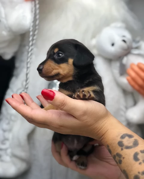 Pronto per essere adottato adesso Disponibile un bassotto nano | Foto 2