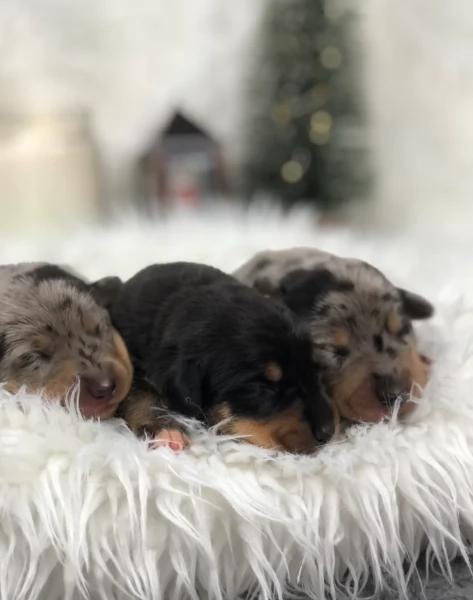 Pronto per essere adottato adesso Disponibile un bassotto nano | Foto 0