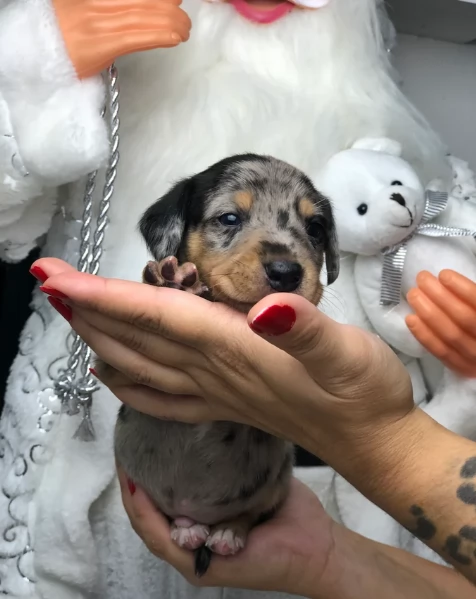 Pronto per essere adottato adesso Disponibile un bassotto nano | Foto 0