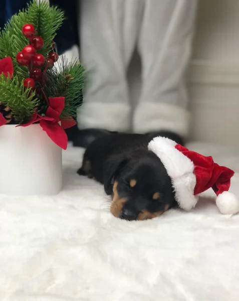 Pronto per essere adottato adesso Disponibile un bassotto nano | Foto 3