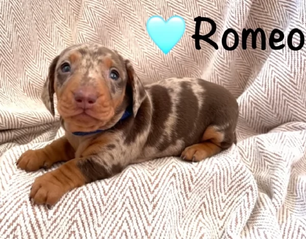 Pronto per essere adottato adesso Disponibile un bassotto nano | Foto 2