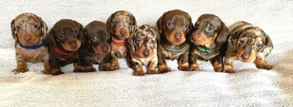 Pronto per essere adottato adesso Disponibile un bassotto nano | Foto 0