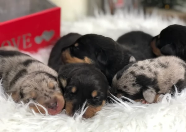 Pronto per essere adottato adesso Disponibile un bassotto nano | Foto 1