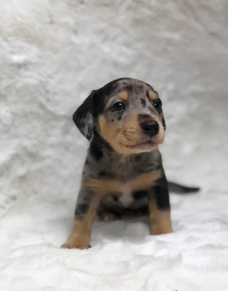 Pronto per essere adottato adesso Disponibile un bassotto nano