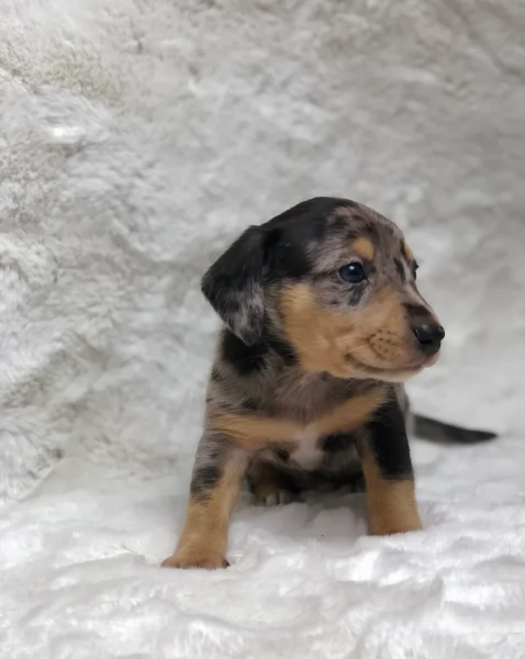 Pronto per essere adottato adesso Disponibile un bassotto nano | Foto 0