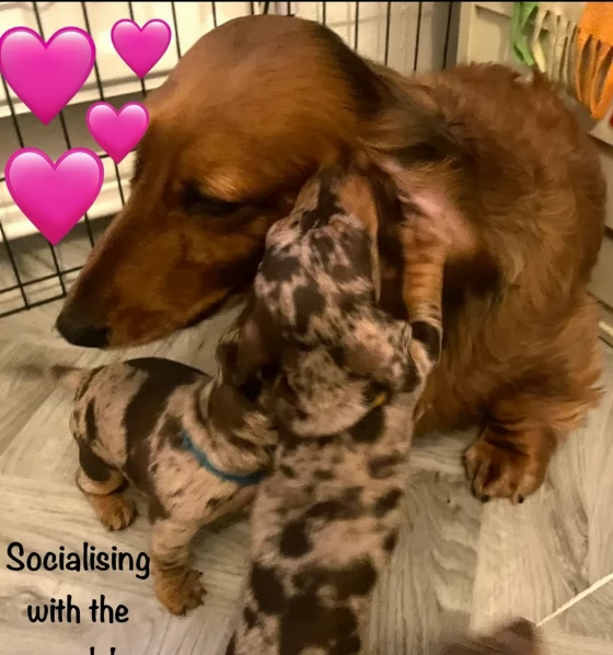 Pronto per essere adottato adesso Disponibile un bassotto nano | Foto 4