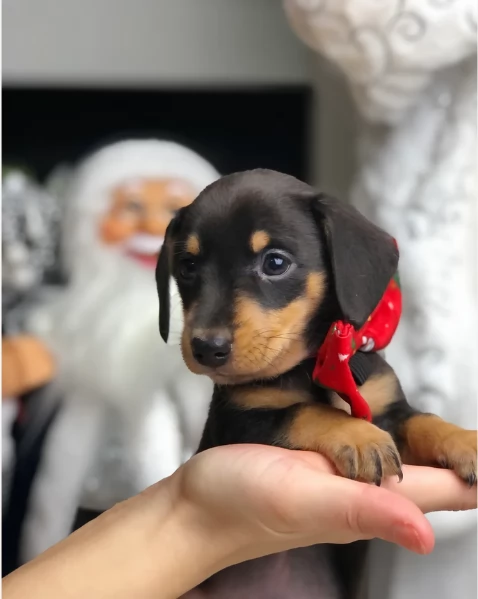 Pronto per essere adottato adesso Disponibile un bassotto nano | Foto 3