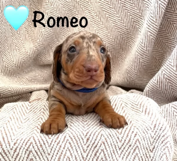 Pronto per essere adottato adesso Disponibile un bassotto nano | Foto 2