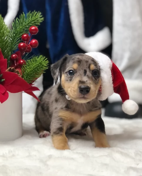 Pronto per essere adottato adesso Disponibile un bassotto nano | Foto 1