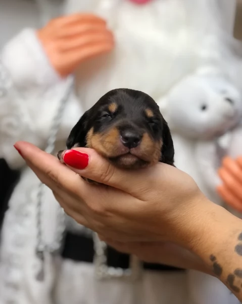 Pronto per essere adottato adesso Disponibile un bassotto nano