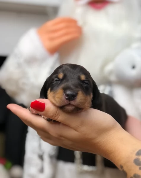 Pronto per essere adottato adesso Disponibile un bassotto nano | Foto 0