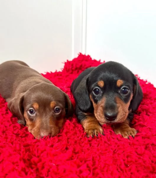 Cuccioli di bassotto | Foto 0