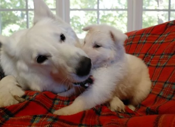 Pastore Bianco svizzero ultima cucciola  | Foto 2