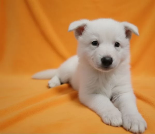 Pastore Bianco svizzero ultima cucciola  | Foto 1