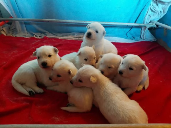 Pastore Bianco svizzero ultima cucciola  | Foto 0