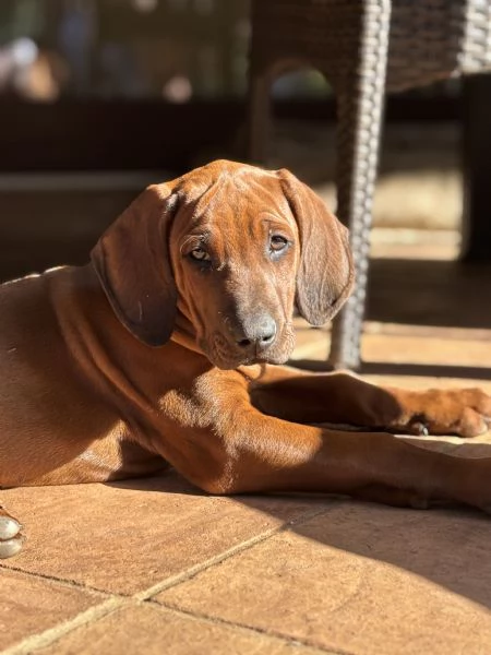 Rhodesian Ridgeback | Foto 1