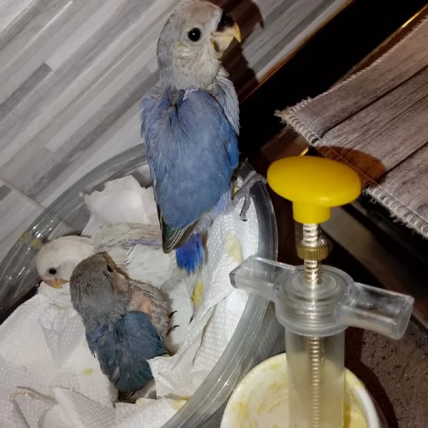 Inseparabili  | Foto 2