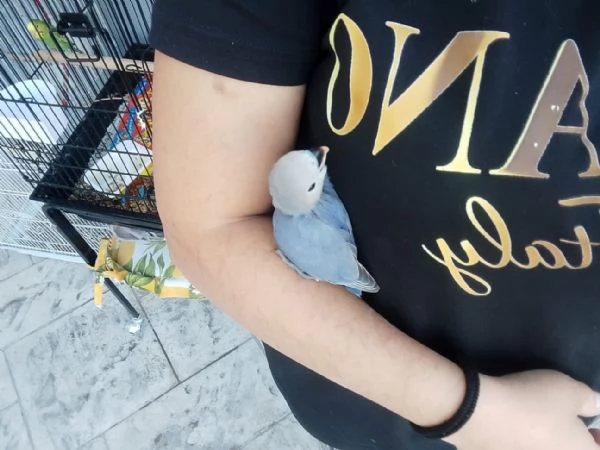 Inseparabili  | Foto 1