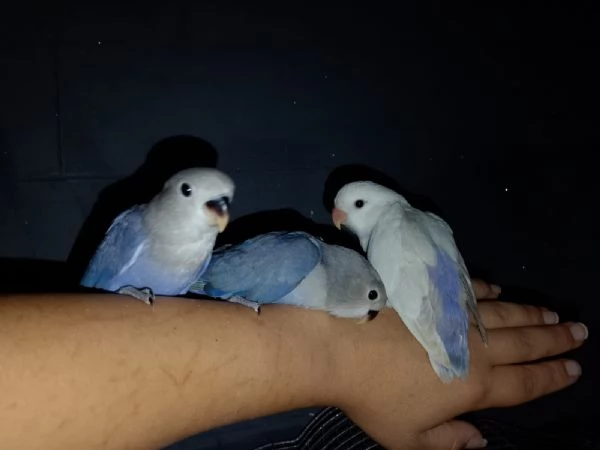 Inseparabili  | Foto 0