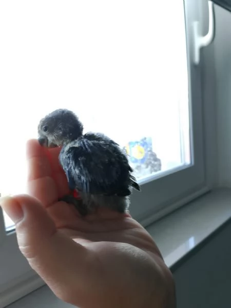 Inseparabili  | Foto 4