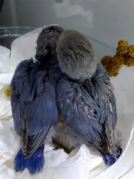 Inseparabili  | Foto 3