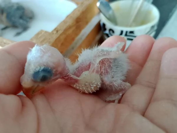 Inseparabili  | Foto 1