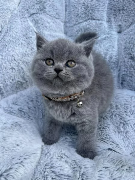 Bellissime cucciolate di british shorthair