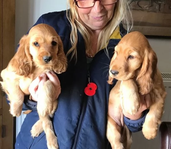 Bellissimi cuccioli di Cocker Spaniel