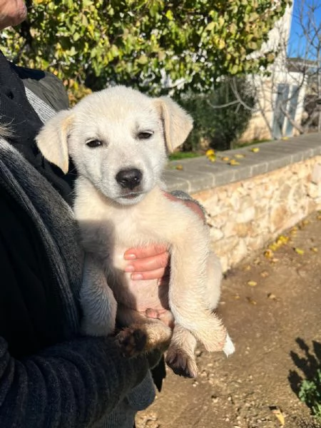 Teo cerca casa | Foto 1