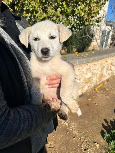 Teo cerca casa | Foto 0