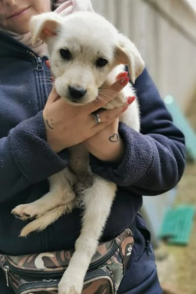 Cucciola cerca una famiglia 