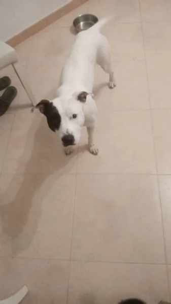 Sharon dolce Pitbull cerca una famiglia  | Foto 0