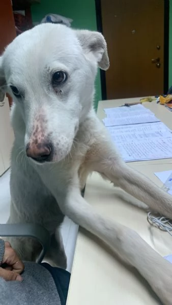 Chiara &egrave; alla ricerca di tanto amore  | Foto 3