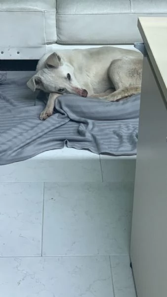 Chiara &egrave; alla ricerca di tanto amore  | Foto 2