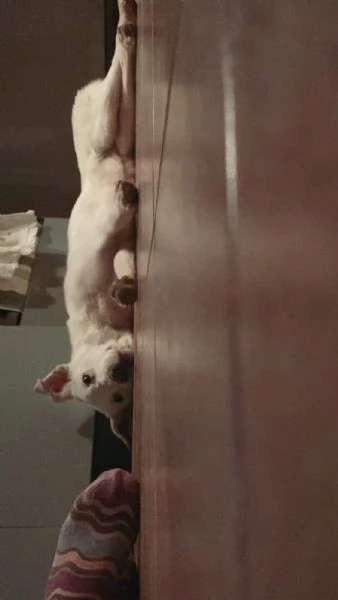 Chiara &egrave; alla ricerca di tanto amore  | Foto 0