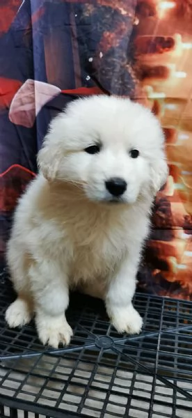 Piccoli orsetti pelosi | Foto 4