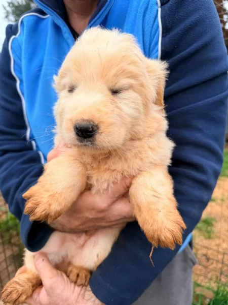 Piccoli orsetti pelosi | Foto 3