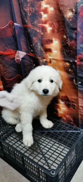 Piccoli orsetti pelosi | Foto 1