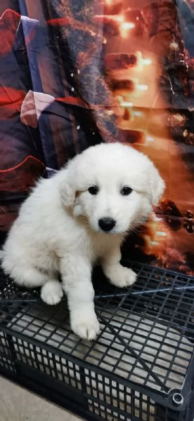 Piccoli orsetti pelosi | Foto 0