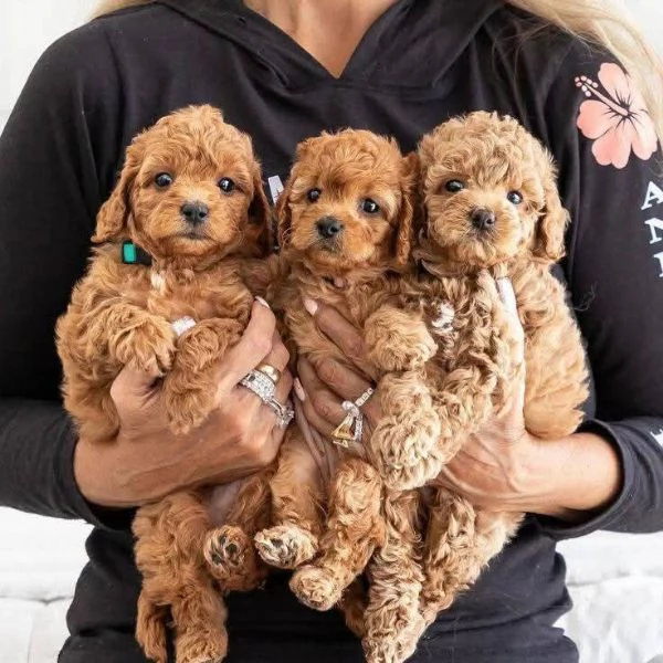 Regalo Cuccioli di Barboncino pronti per una nuova casa