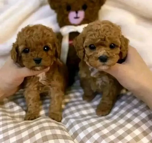 Regalo Cuccioli di Barboncino mini 