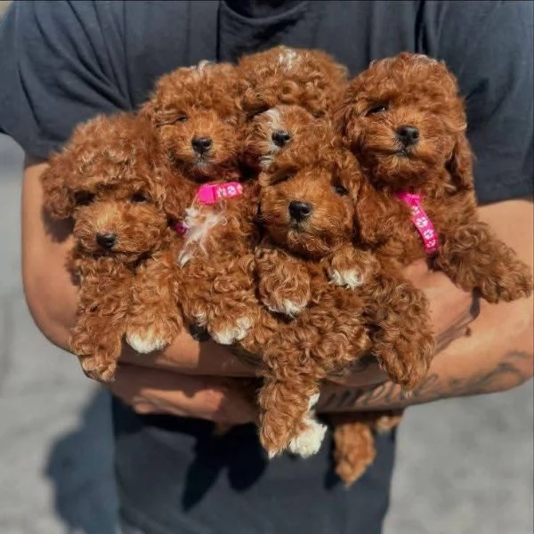 Adozione gratuita: Cuccioli di Barboncino amorevoli