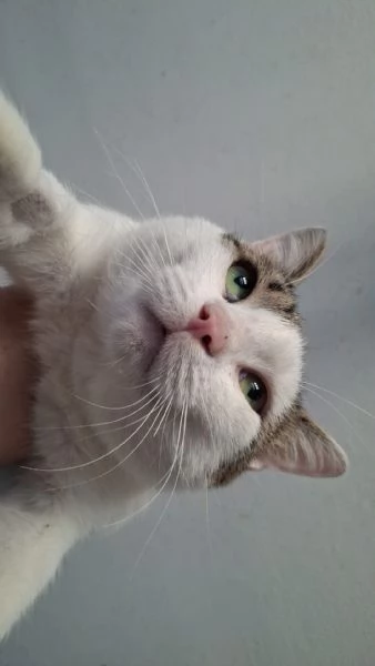 Gatto Europeo  | Foto 3