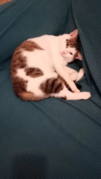 Gatto Europeo  | Foto 2