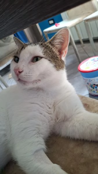 Gatto Europeo  | Foto 1