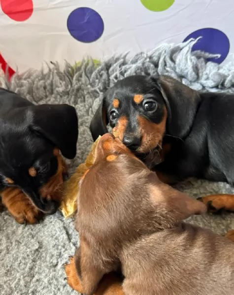 Bassotto cuccioli maschio e femmina | Foto 2